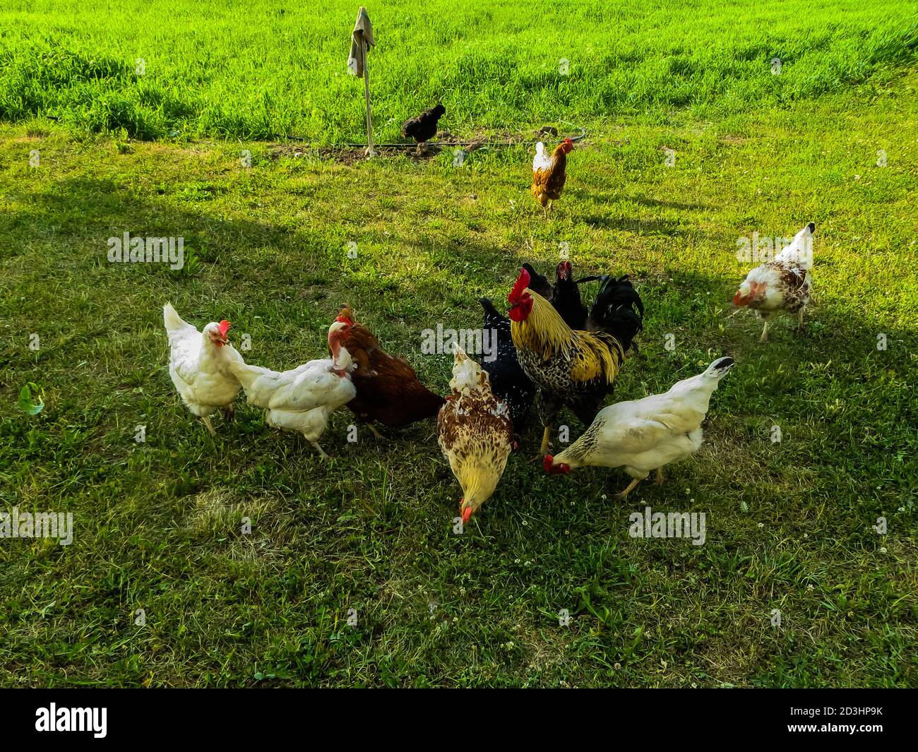 Rooster con bel piumaggio e galline in fattoria. Foto Stock