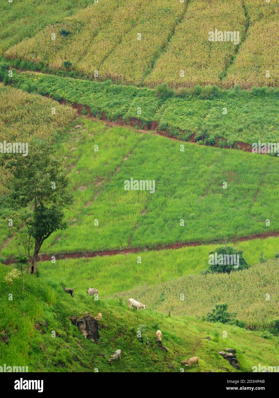Scena rurale, campagna a Chiang mai Thailandia Foto Stock