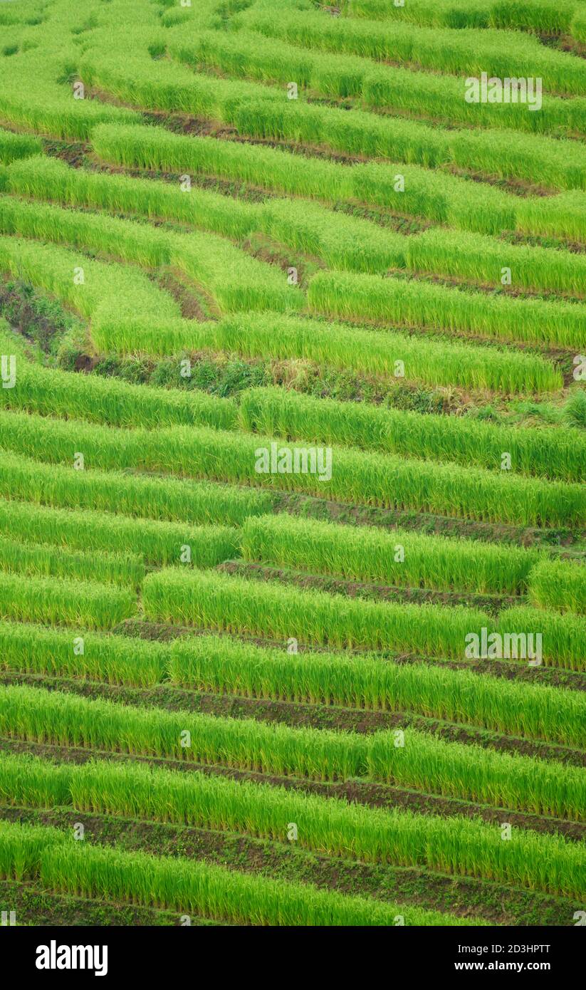 La risaia terrazzata nel villaggio di Bong Piang Chiang mai, Thailandia Foto Stock