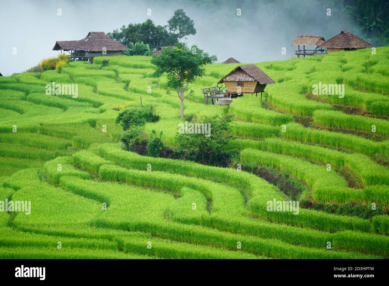 La risaia terrazzata nel villaggio di Bong Piang Chiang mai, Thailandia Foto Stock