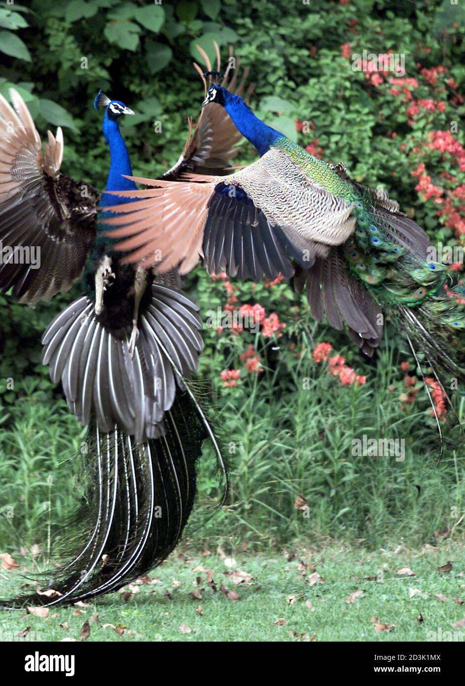 Due pavoni combattono in un parco nella capitale indiana Nuova Delhi 11 aprile 2001. Il pavone, designato dal governo come uccello nazionale dell'India, è una delle 1,288 specie di uccelli che vivono in tutto il paese. PK/CP Foto Stock