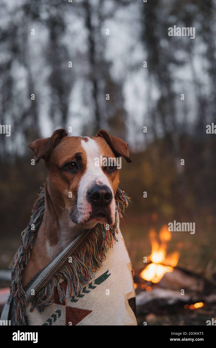 Ritratto di un cane seduto accanto al fuoco nel crepuscolo, immagine chiave bassa. Campeggio, escursioni vacanze con animali domestici nella foresta, riposo attivo all'aperto Foto Stock