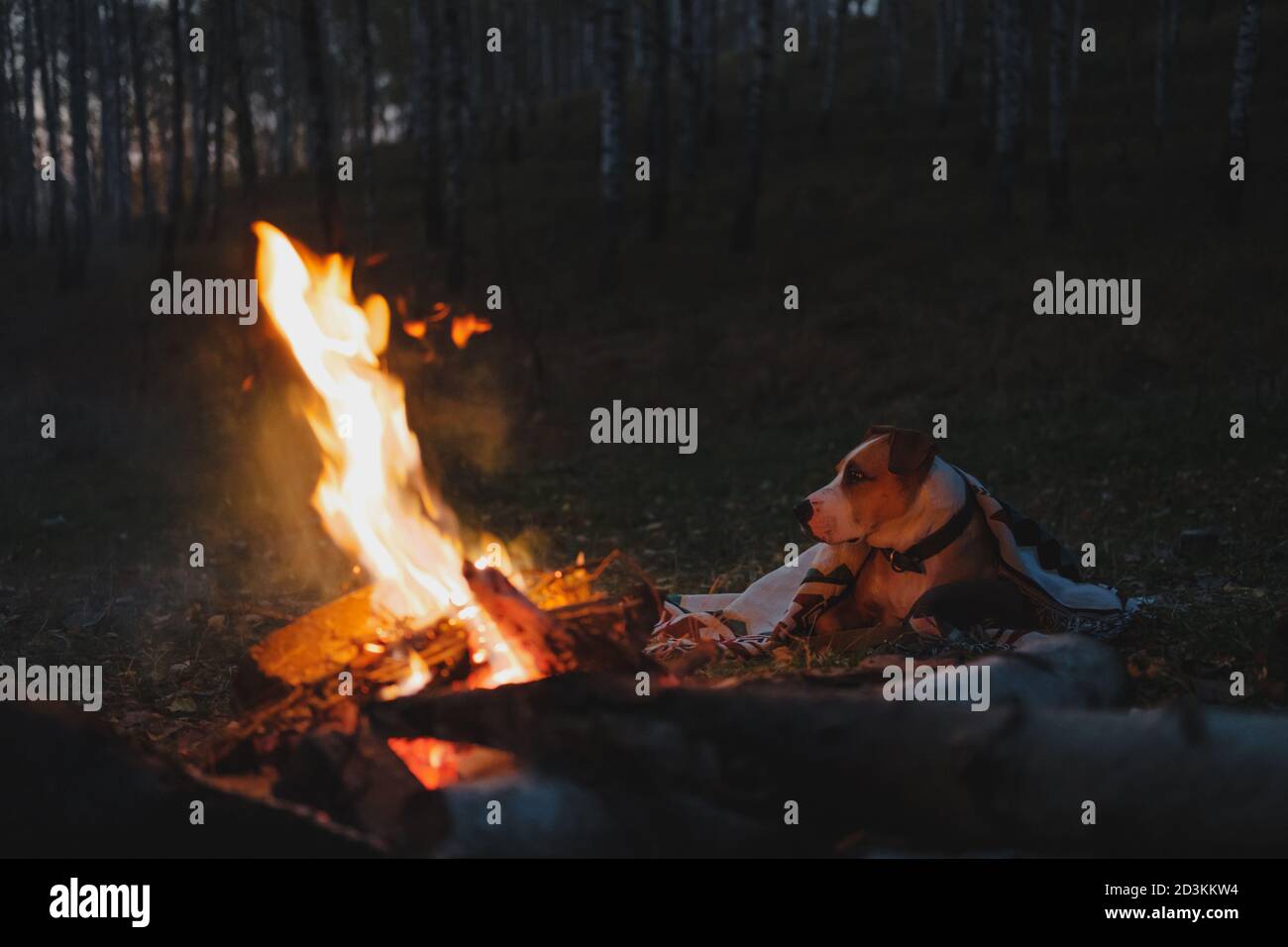 Il cane riposa vicino al fuoco nel crepuscolo, immagine chiave bassa. Campeggio, escursioni vacanze con animali domestici nella foresta, riposo attivo all'aperto Foto Stock