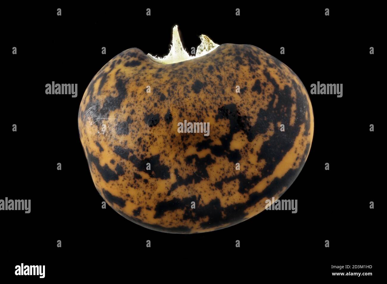 Amphicarpaea bratteata, arachide, primo piano, seme Foto Stock