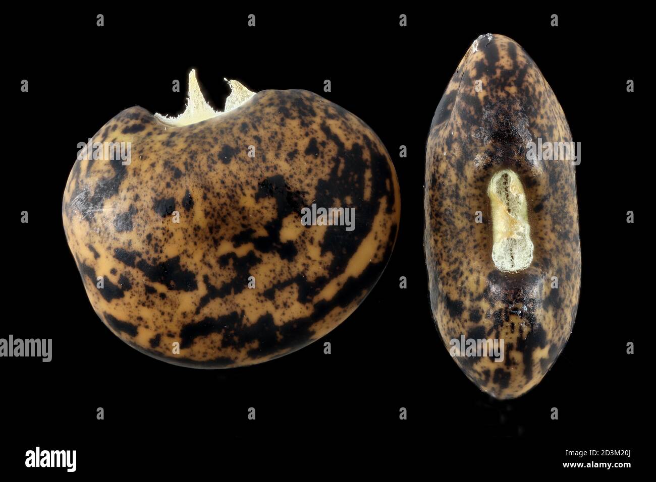 Amphicarpaea bratteata, arachide, primo piano, semi Foto Stock