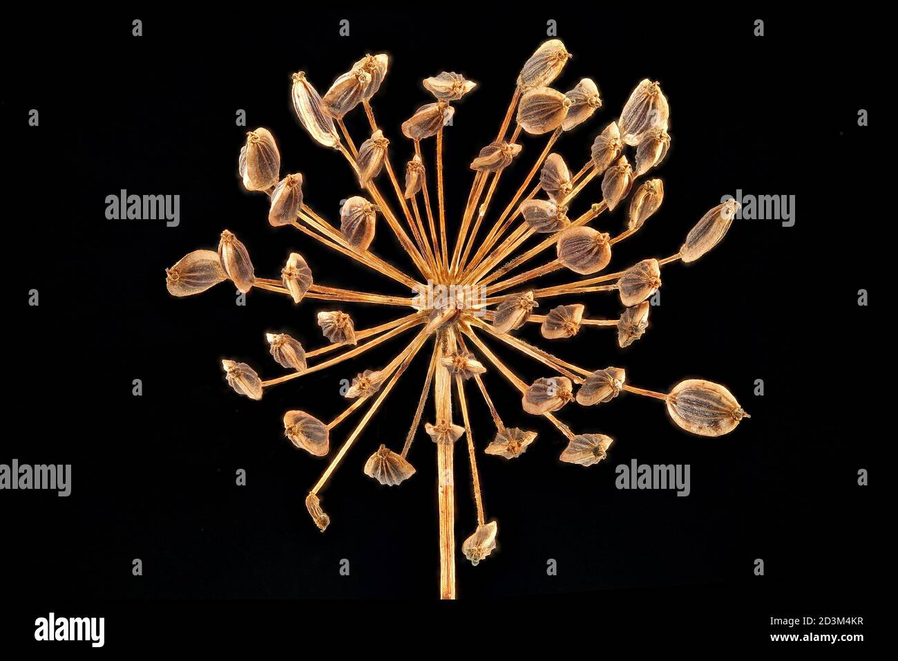 Anetum graveolens, aneto, primo piano, semi (frutti), cumulo Foto Stock