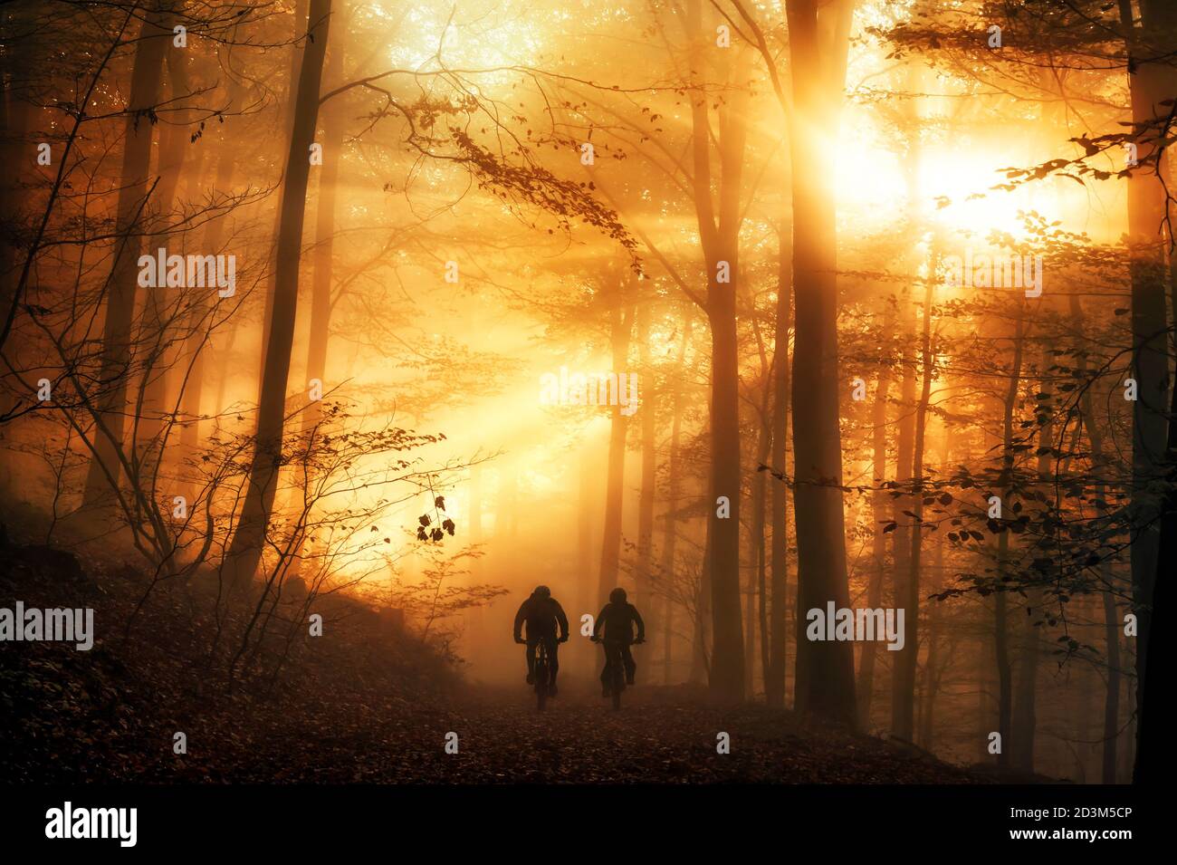 Atmosfera luminosa surreale in una foresta, con i raggi del sole che cadono attraverso la nebbia autunnale e le sagome di due persone in bicicletta su un sentiero Foto Stock