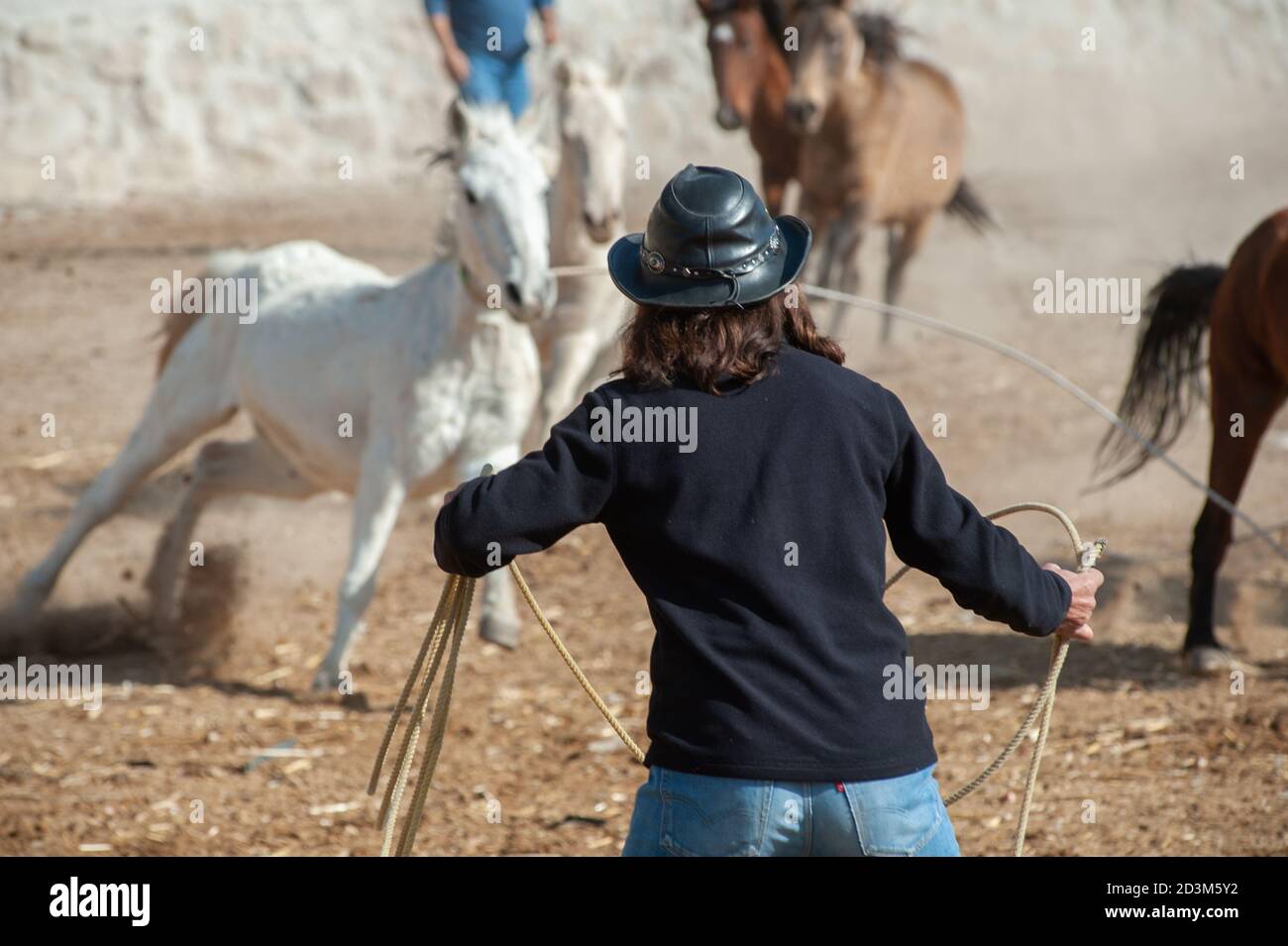 Ekram, proprietario del Dalton Brothers Ranch, tenta di far corda ai cavalli selvatici dell'Anatolia come parte del processo di loro rottura prima di metterli a lavorare sul ranch in Cappadocia Anatoliana di Goreme, conosciuta anche come la Terra dei bei cavalli, Turchia. Foto Stock