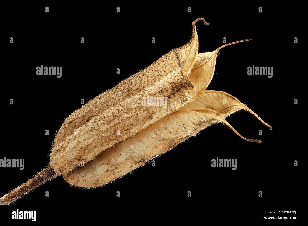 Aquilegia vulgaris, colonna comune, Gemeine Akelei, primo piano, frutta Foto Stock