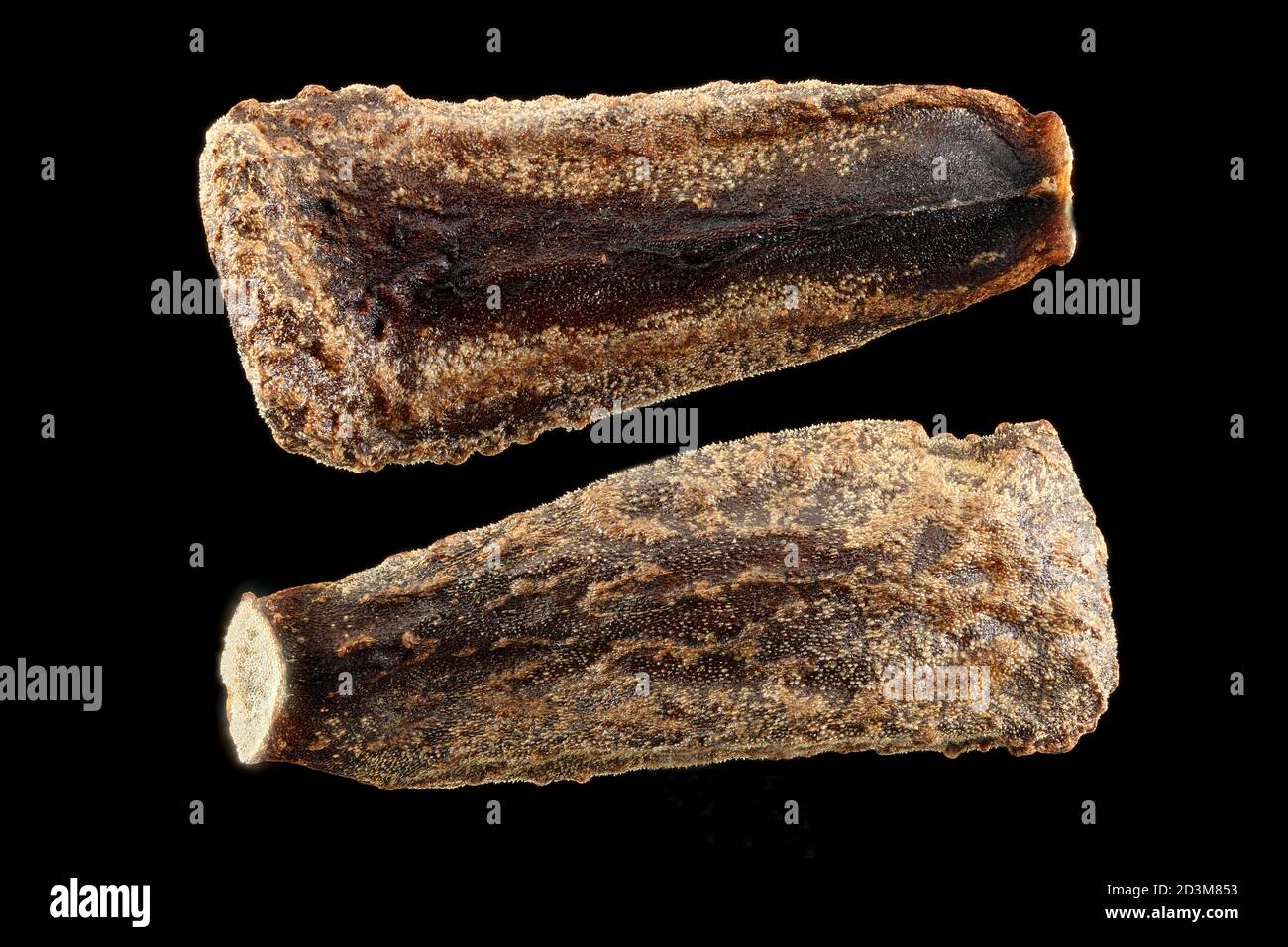 Araujia sericifera, pianta di Moth, primo piano, semi Foto Stock