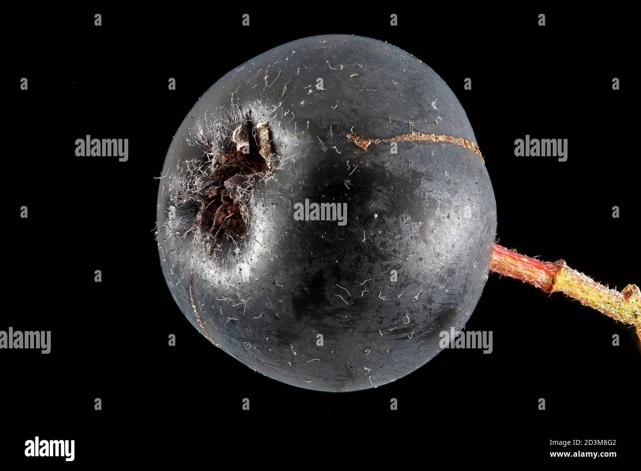 Aronia melanocarpa, Black chokeberry, Schwarze Apfelbeere, primo piano, frutta Foto Stock