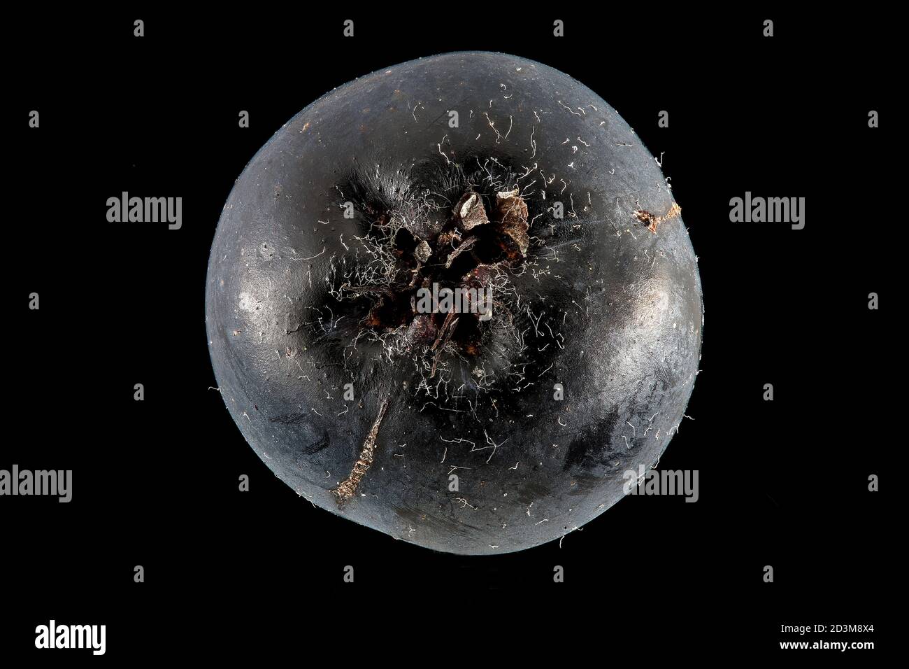 Aronia melanocarpa, Black chokeberry, Schwarze Apfelbeere, primo piano, frutta Foto Stock