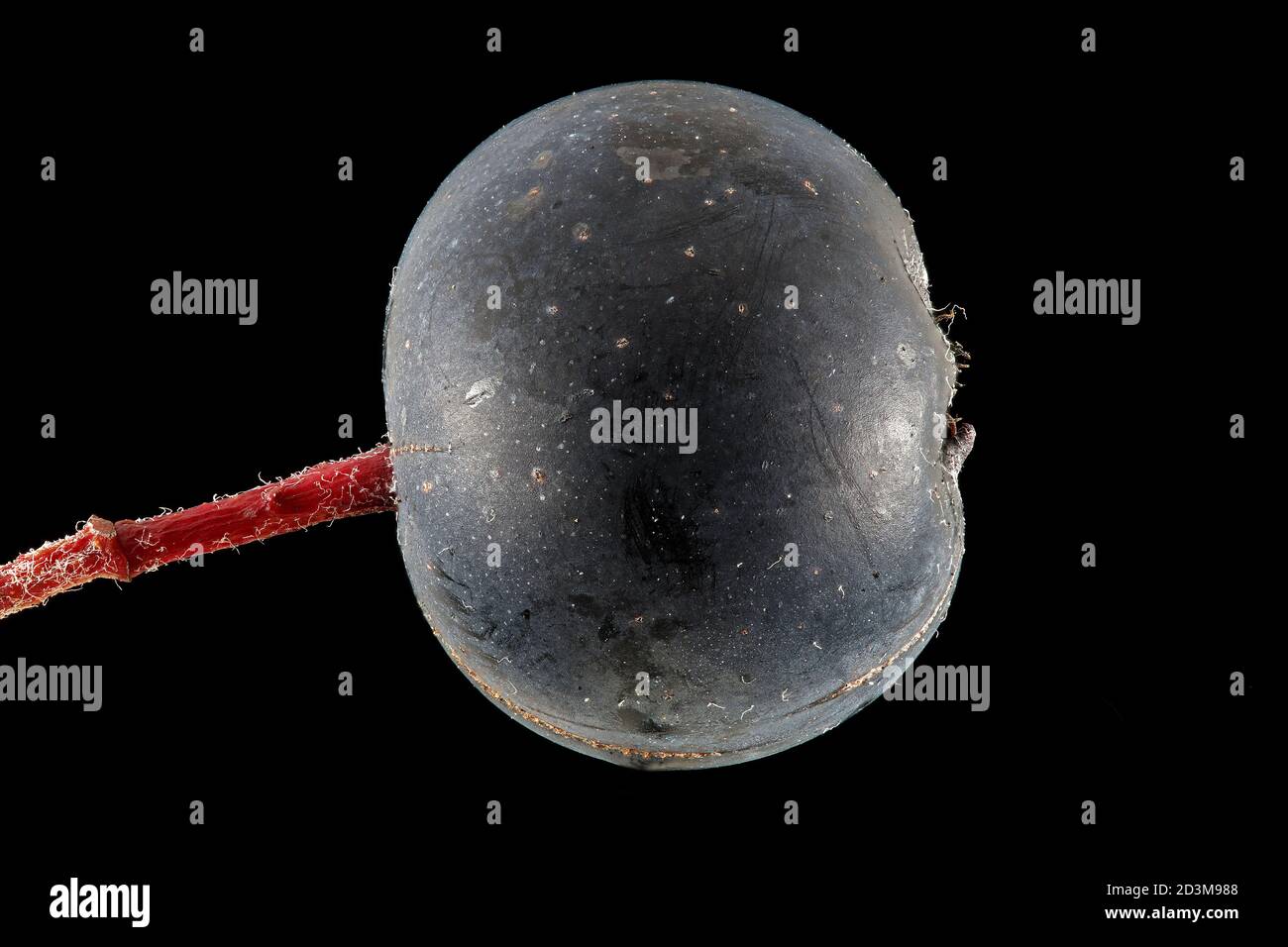 Aronia melanocarpa, Black chokeberry, Schwarze Apfelbeere, primo piano, frutta Foto Stock