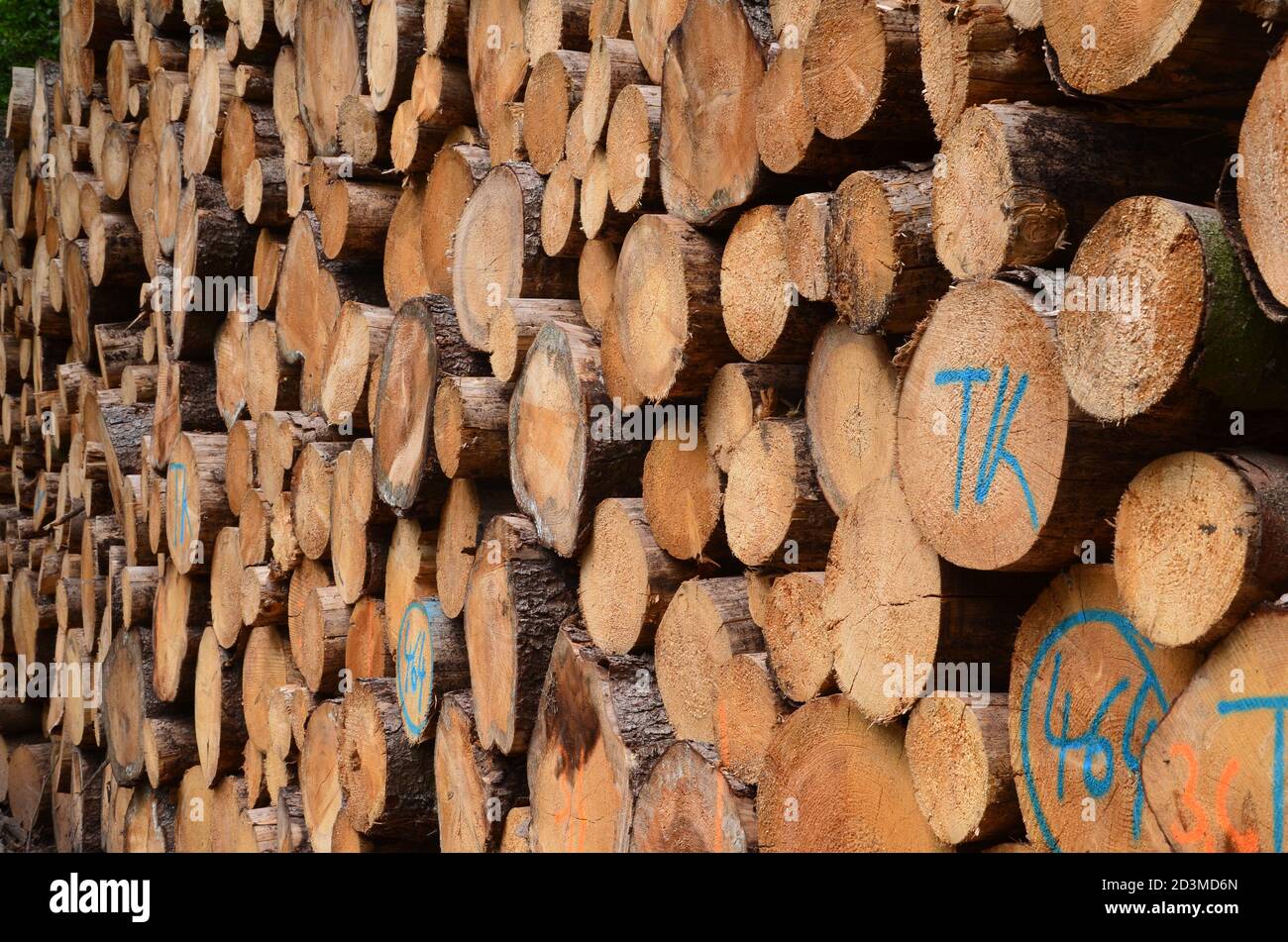 Pali di legno nella bassa catena montuosa di Harz Foto Stock