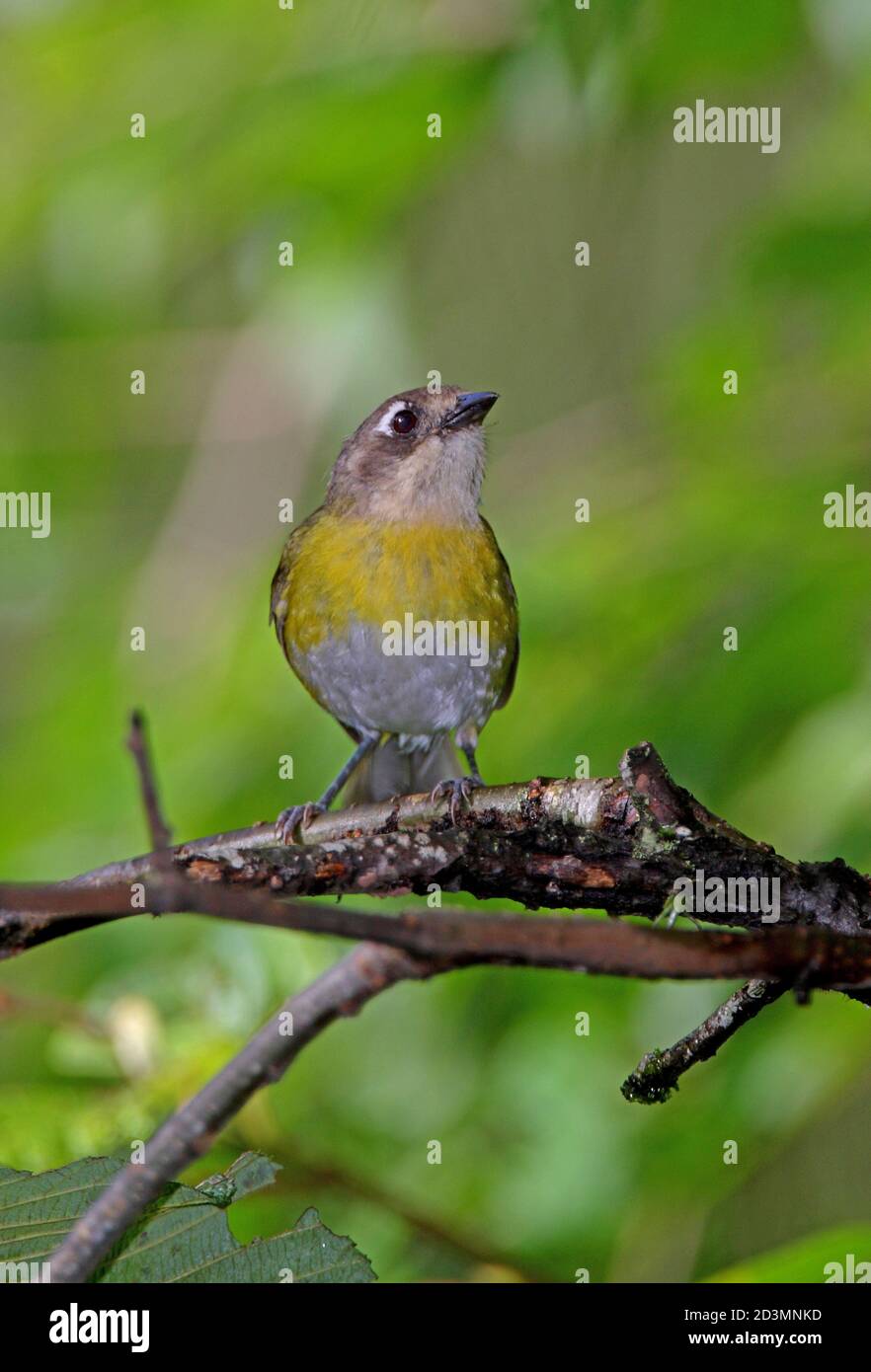 Comune Bush-Tanager (Chlorospingus oftalmicus) adulto arroccato sul ramo Jujuy, Argentina Gennaio Foto Stock