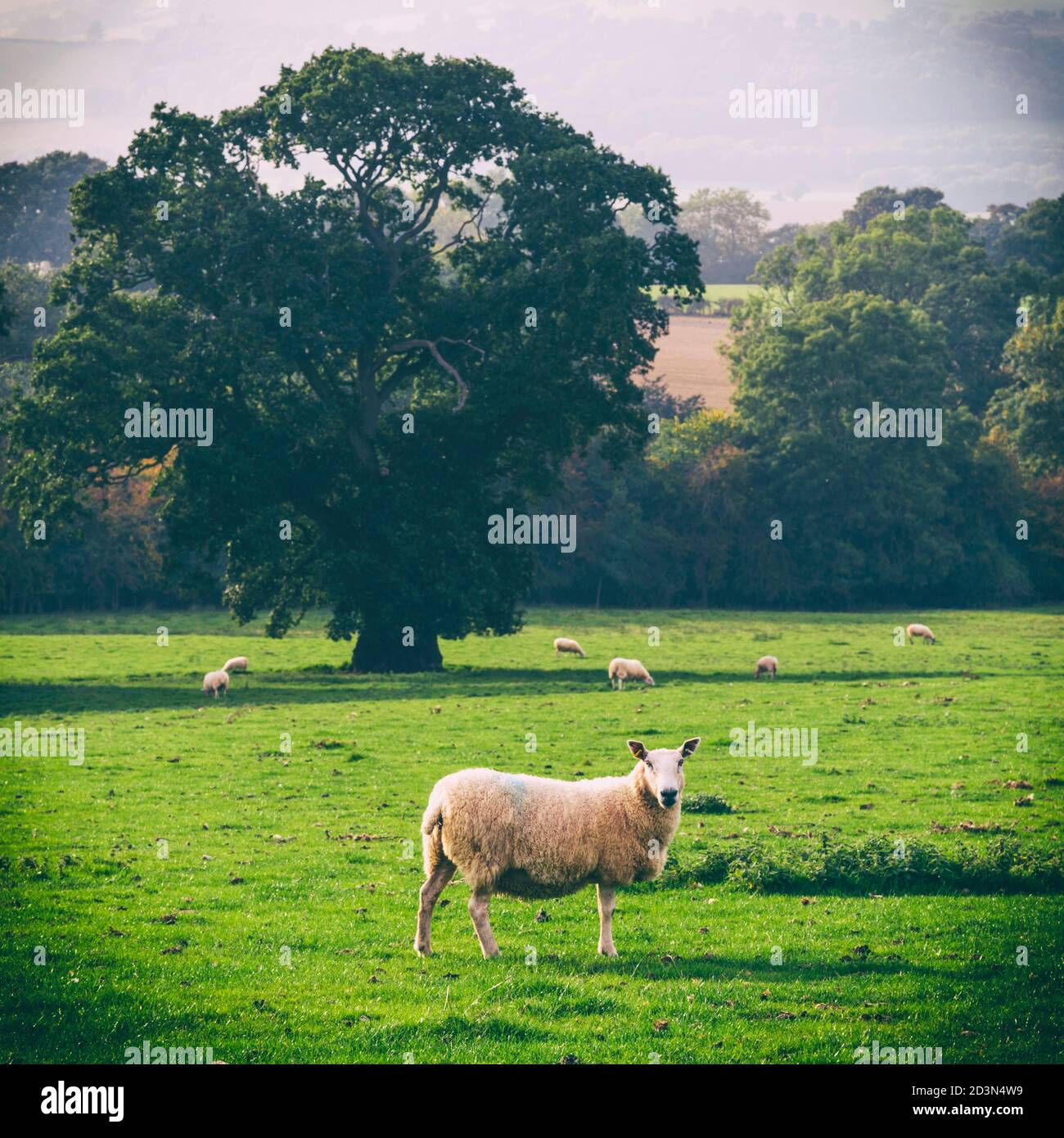 Pascolo di pecore vicino a Welshpool, Powys, Galles, Regno Unito. Pecora a tre zampe in primo piano. Foto Stock