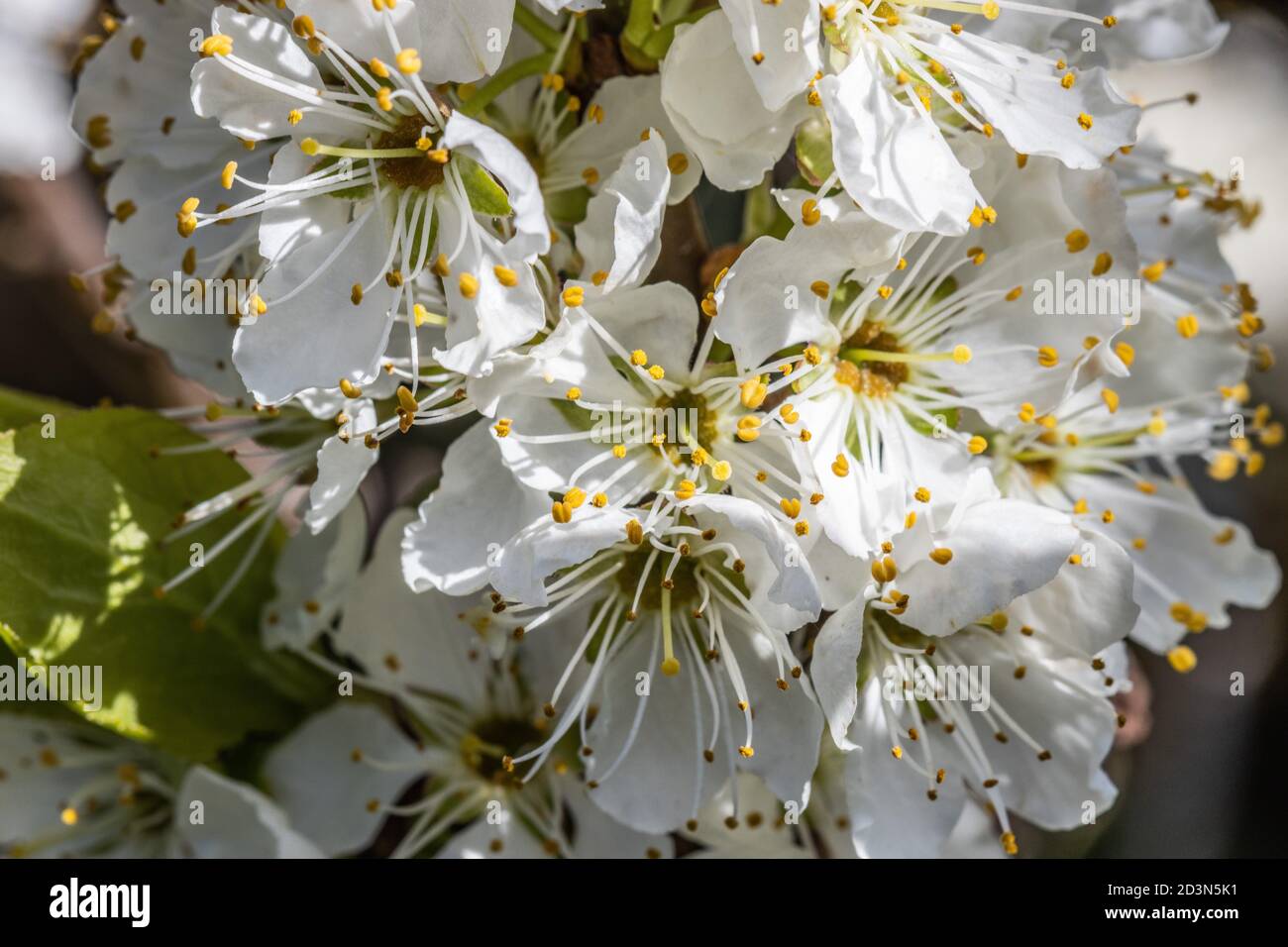 Fiore della prugna Foto Stock