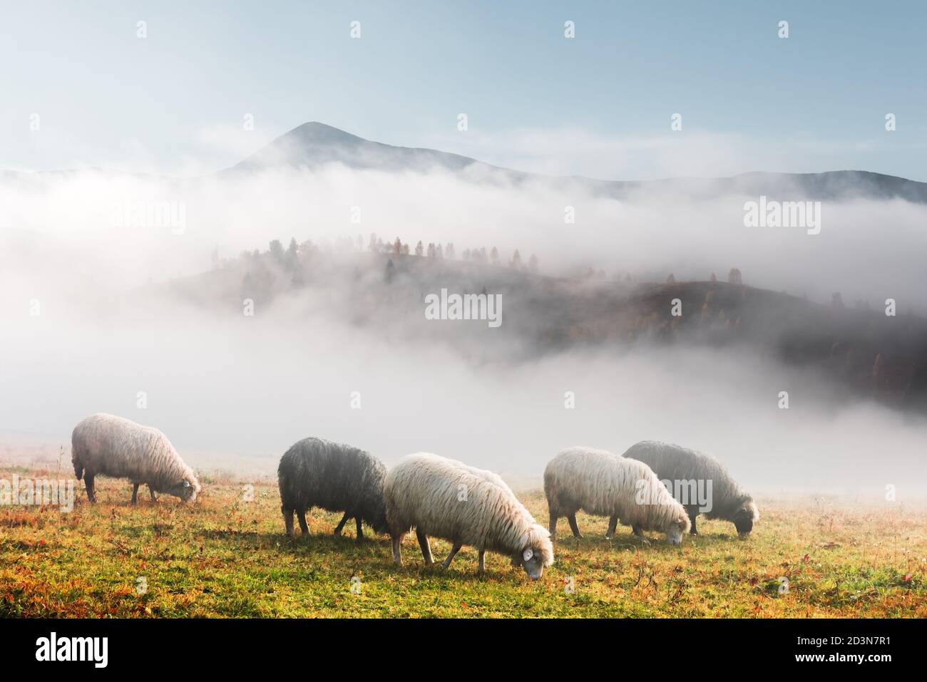 Mandria di pecore in montagne nebbie d'autunno. Carpazi, Ucraina, Europa. Fotografia di paesaggio Foto Stock