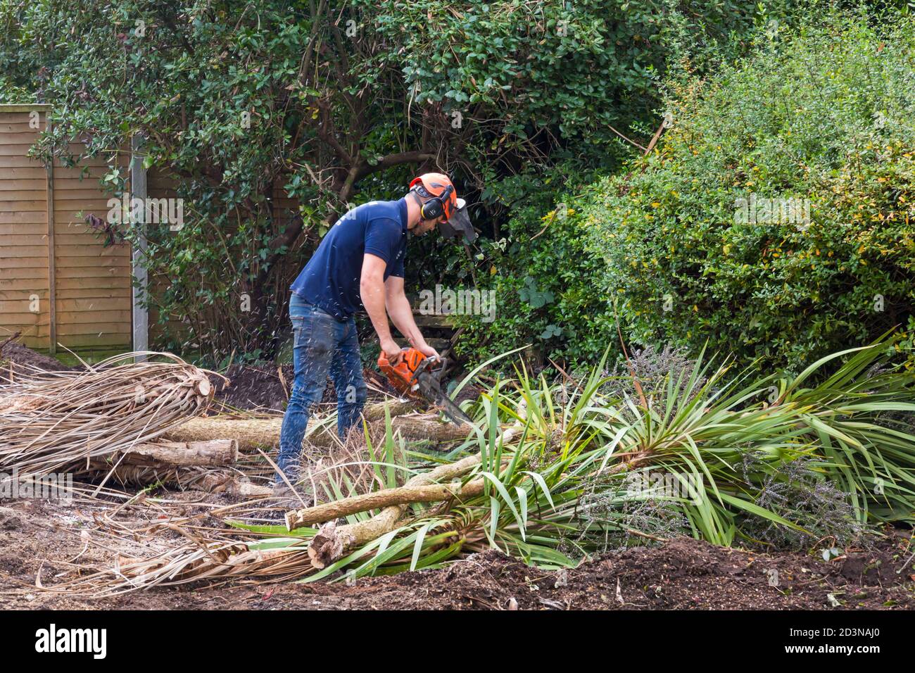 Lavori di sdoganamento e ristrutturazione del giardino che prendono parte al giardino di Bournemouth, Dorset UK nel mese di ottobre, uomo che taglia la palma Cordyline australis con motosega Foto Stock