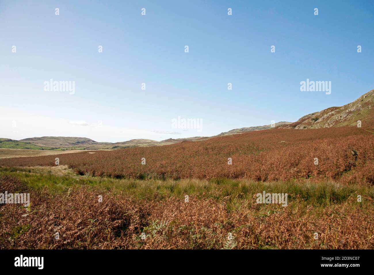 Una vista attraverso bracken coperta moor e peatbog guardando verso Torver High Coniston Lake District National Park Cumbria England Foto Stock