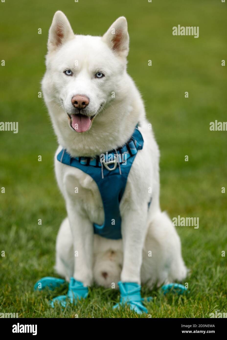 Scarpe di protezione da zampa da uomo White Siberian Husky. Foto Stock