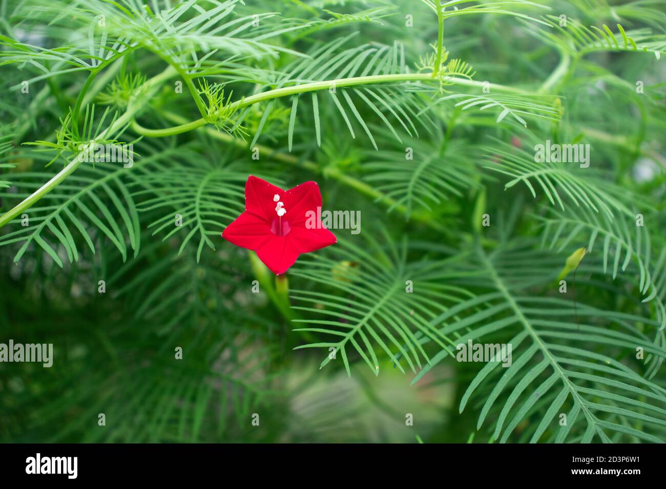 Cipro vite il rosso bei colori e dettaglio nel fiore di cancello fu Foto Stock