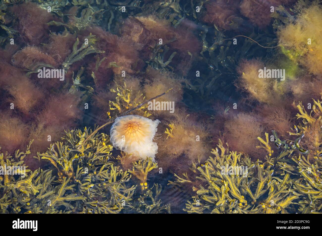Medusa di leone, cianea capillata, in acque poco profonde circondate da alghe, Bohuslan, Svezia. Foto Stock