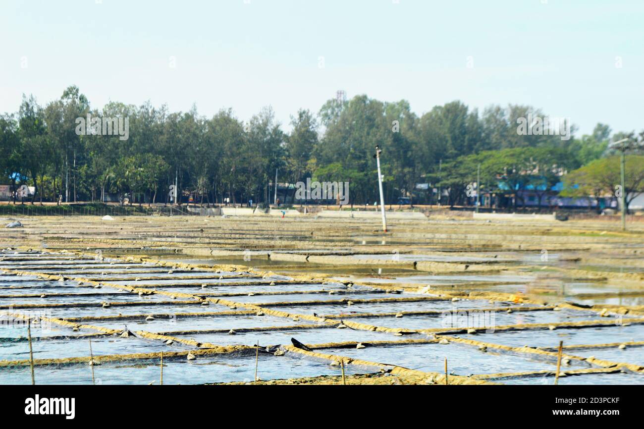 Campi di sale marino locale industria agricola in Asia Bangladesh. Foto Stock