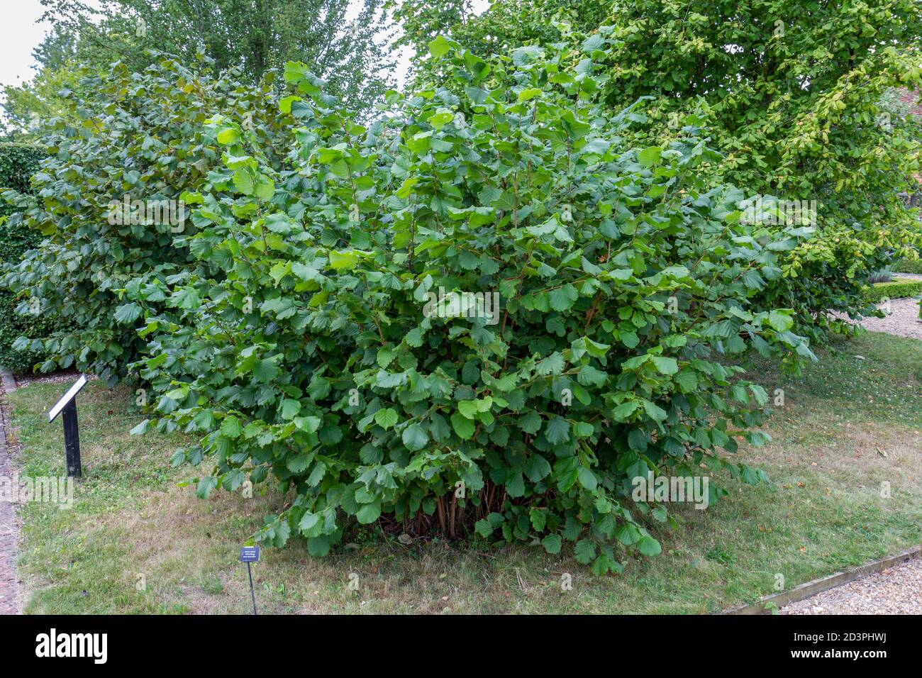 Corylus maxima 'White Filbert' Hazel, filbert bianco nel giardino murato di Tudor, Barne del Tempio di Cessing, Essex, Regno Unito. Foto Stock