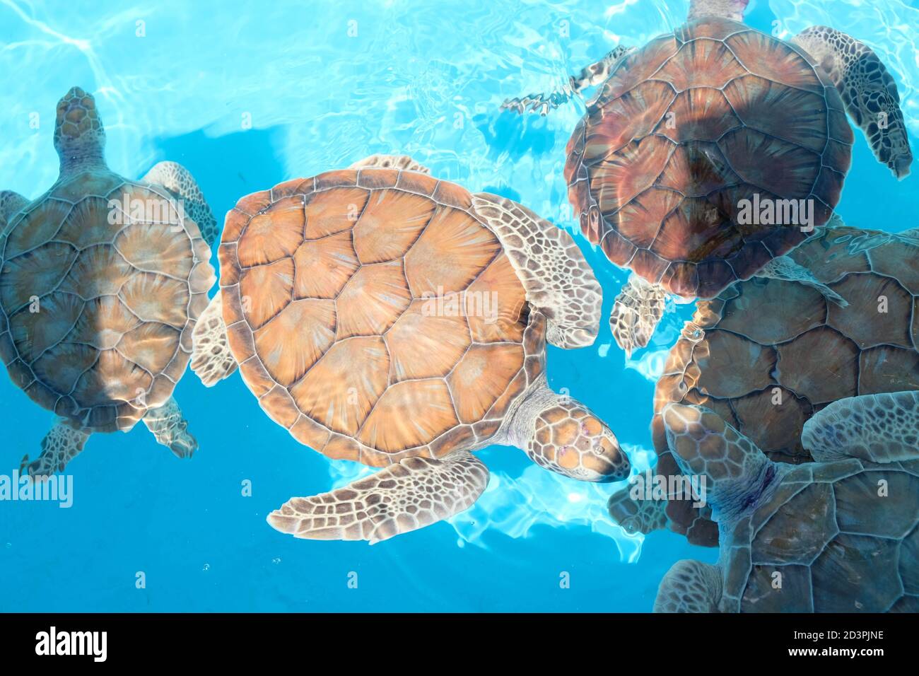 Piccole tartarughe in crescita che nuotano in una piscina blu in un gruppo Foto Stock