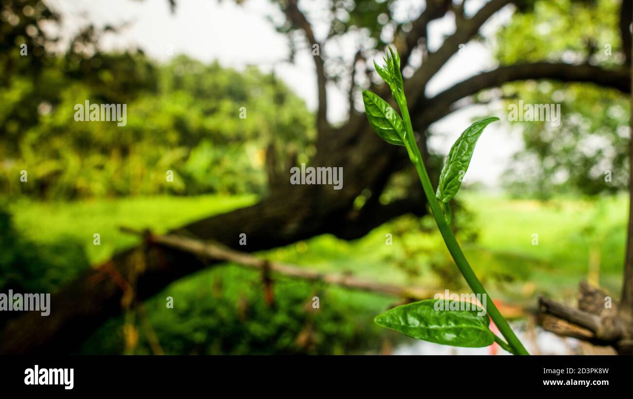 La Basella alba è una vite commestibile perenne della famiglia delle Basellaceae. Si trova in Asia tropicale & Africa dove è ampiamente usato come una foglia vegetale Foto Stock