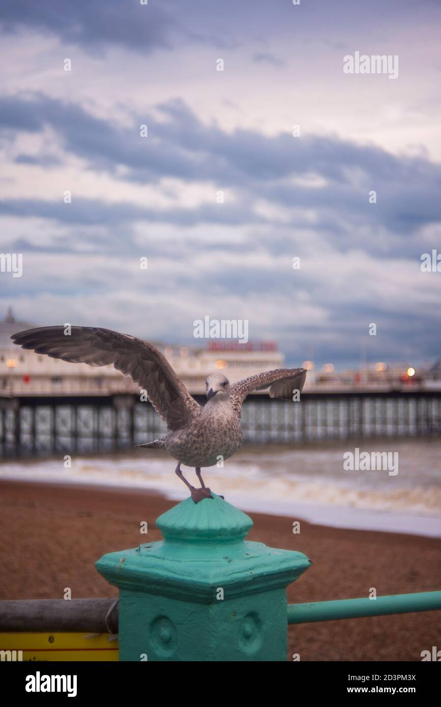 Avete mai visto una posa di gabbiano? Seagull catturato lungo il fronte mare di Brighton in una serata grigia di ottobre di fronte al Brighton Palace Pier, Regno Unito Foto Stock