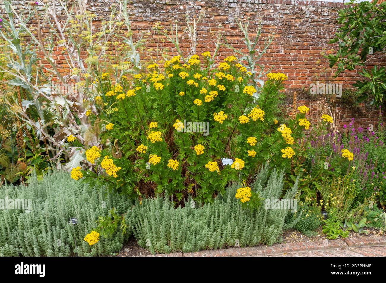 Tansy (Tanacetum vulgare) è una pianta fiorente erbacea perenne nel giardino murato di Tudor, Cessing Temple Barns, Essex, UK. Foto Stock