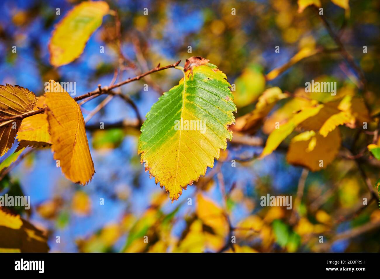 Rami con foglie verdi e arancioni di autunno alla luce del sole. Foto Stock
