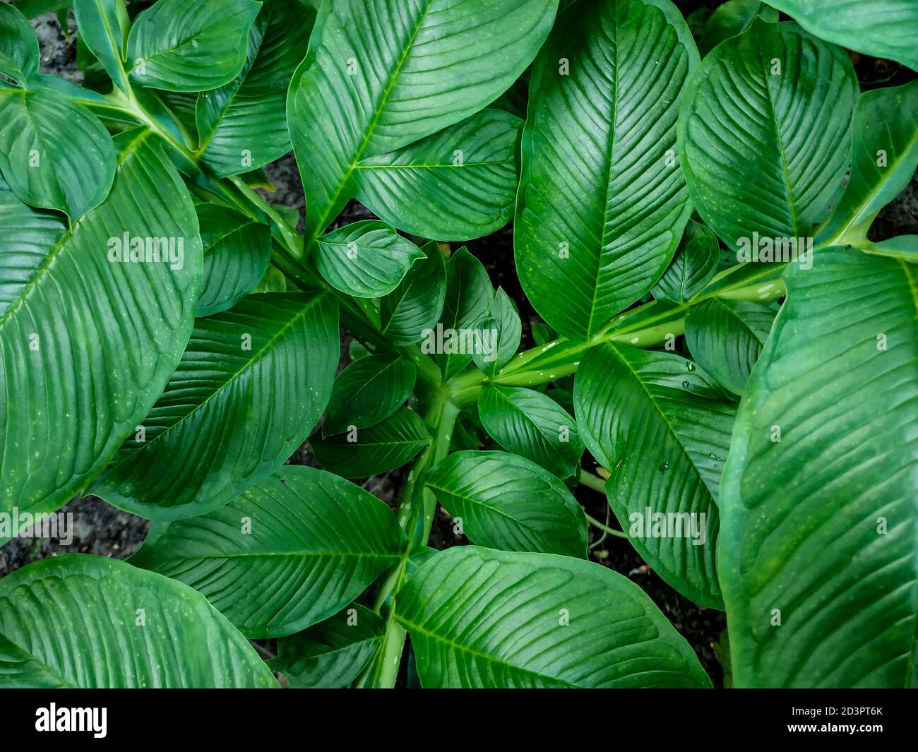 OL Kochu è una delle radici di Taro o di Arum. Abbiamo chiamato questo taro localmente come solo "OL". Questa è una delle verdure preferite e popolari nel nostro vi Foto Stock