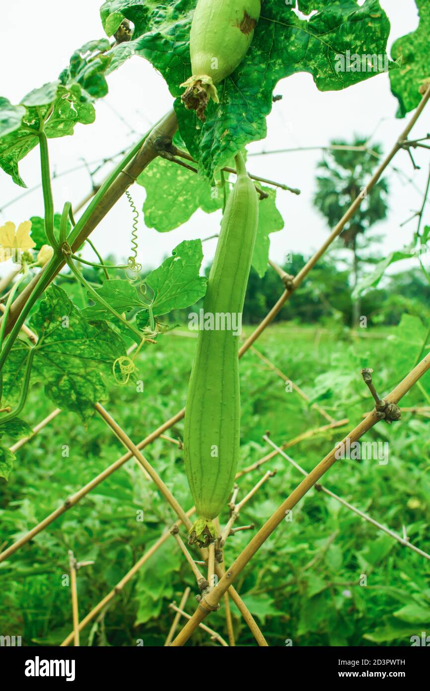 Dhuncal è il nome locale e il nome scientifico è Luffa aegyptiaca. Si tratta di una deliziosa verdura di impasto. Foto Stock