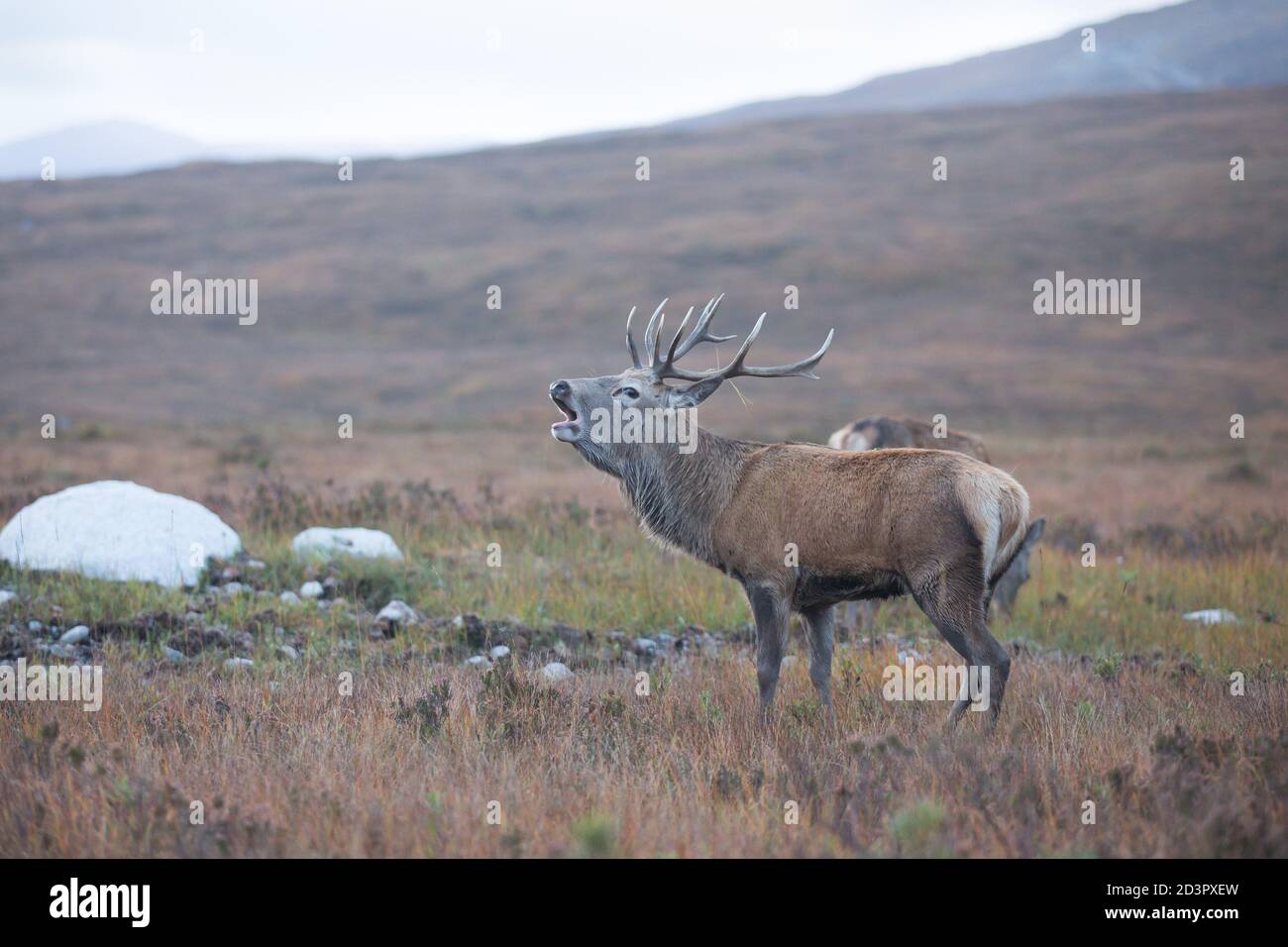 Stag, Glen Etive Foto Stock