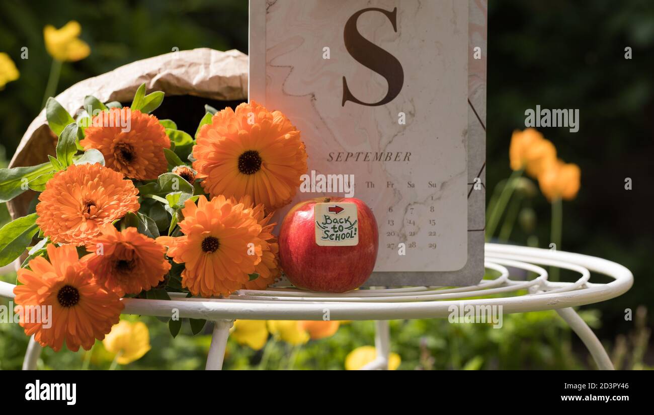 Torna a scuola - concetto. Bei Fiori d'autunno, mela rossa e Calendario di settembre - sul tavolo da giardino nel giorno di sole. Inizio stagione accademica. Orizzontale Foto Stock