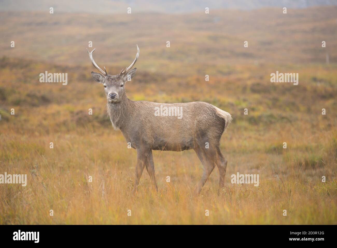 Stag, Glen Etive Foto Stock