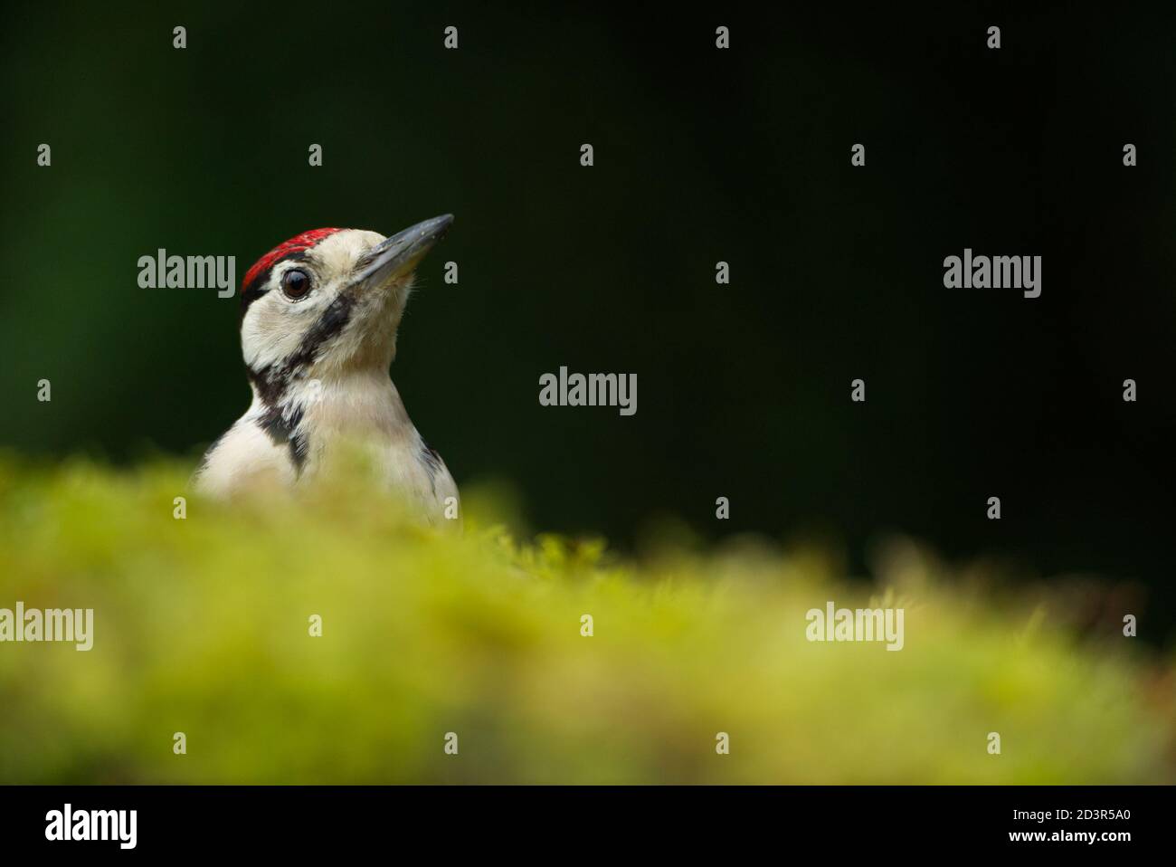 Primo piano ritratto di Juvenile Great Spotted Woodpecker ( Dendrocopos maggiore ) Sul pavimento mussoso della foresta che mostra il cappello rosso 2020 agosto Foto Stock