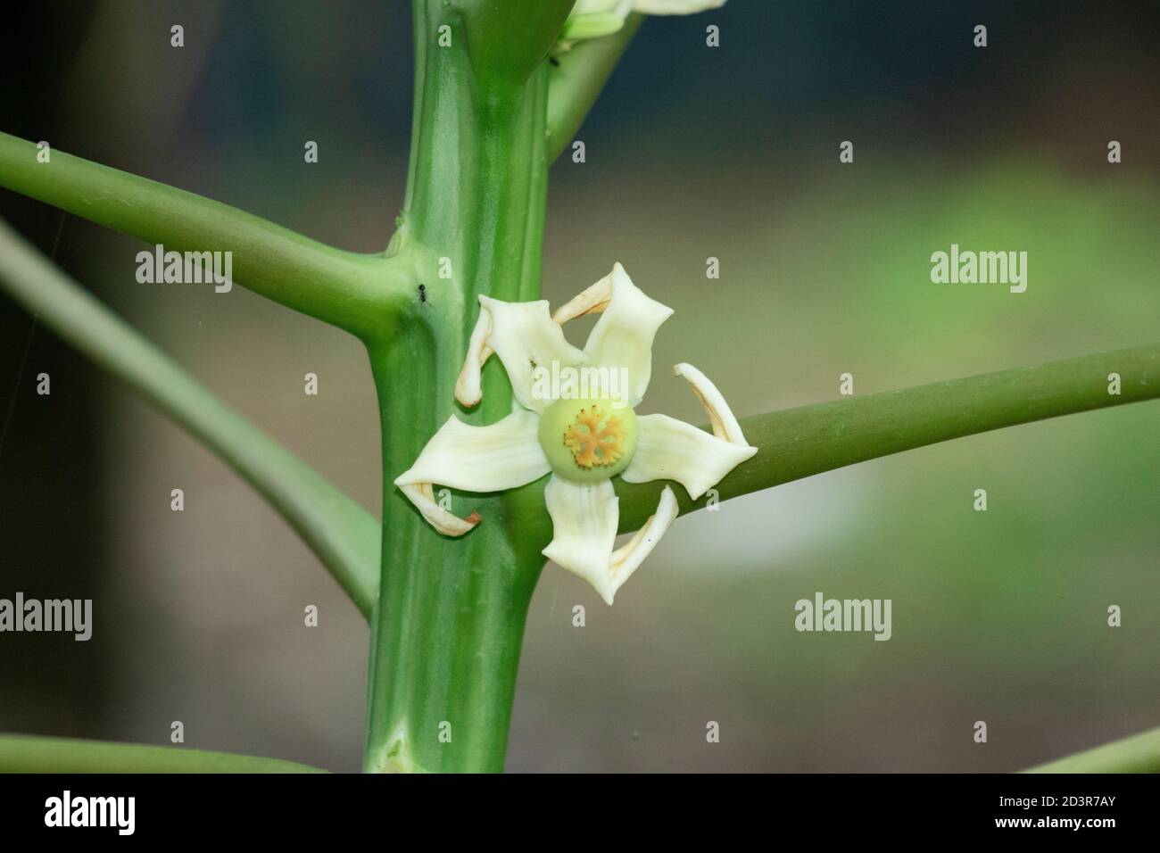 Un fiore bianco di papaya singolo Foto Stock