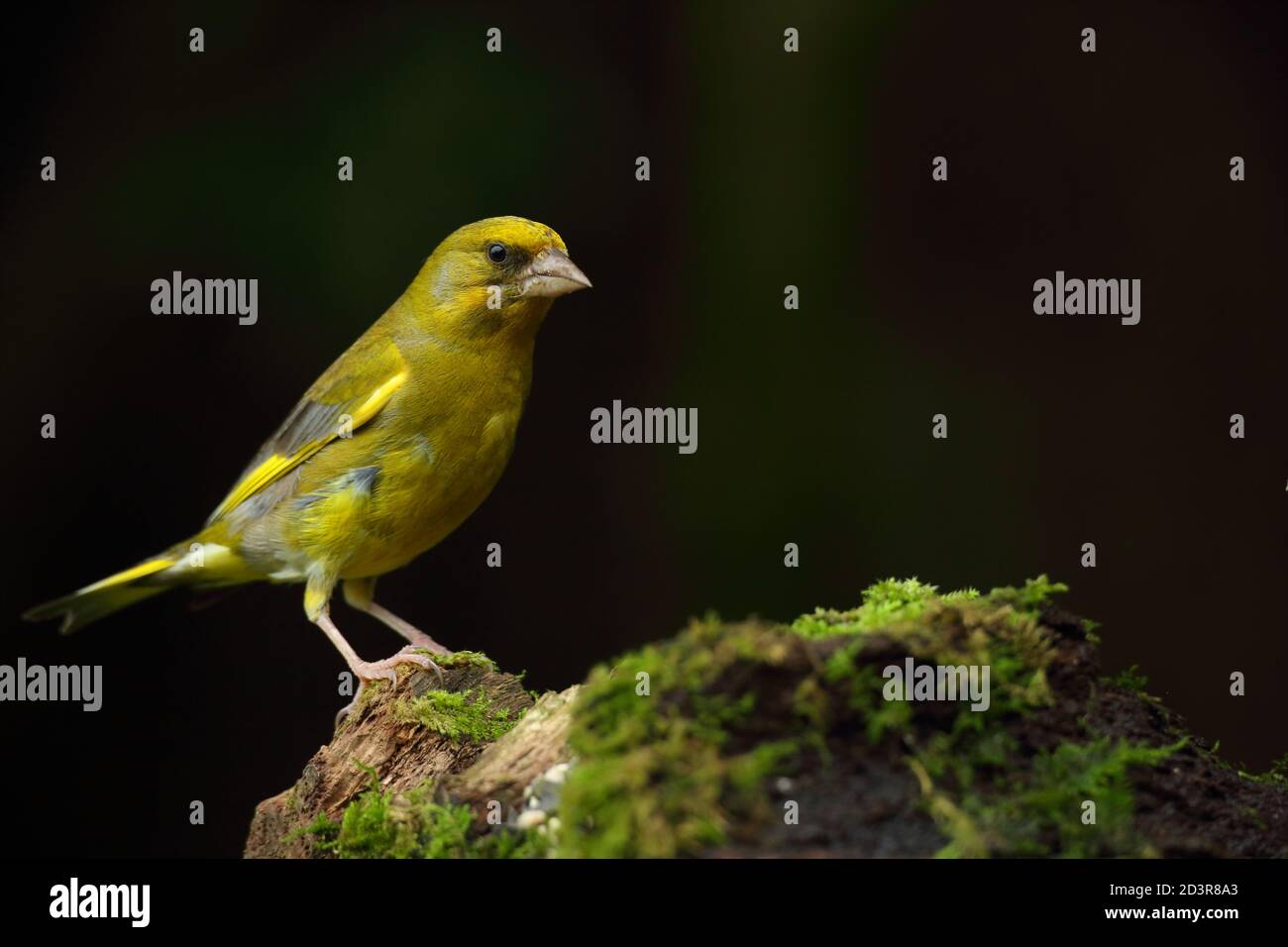 Adulto maschio europeo Greefinch ( chloris chloris ) su muschio che mostra luminoso e colorato piumaggio, Galles 2020 Foto Stock