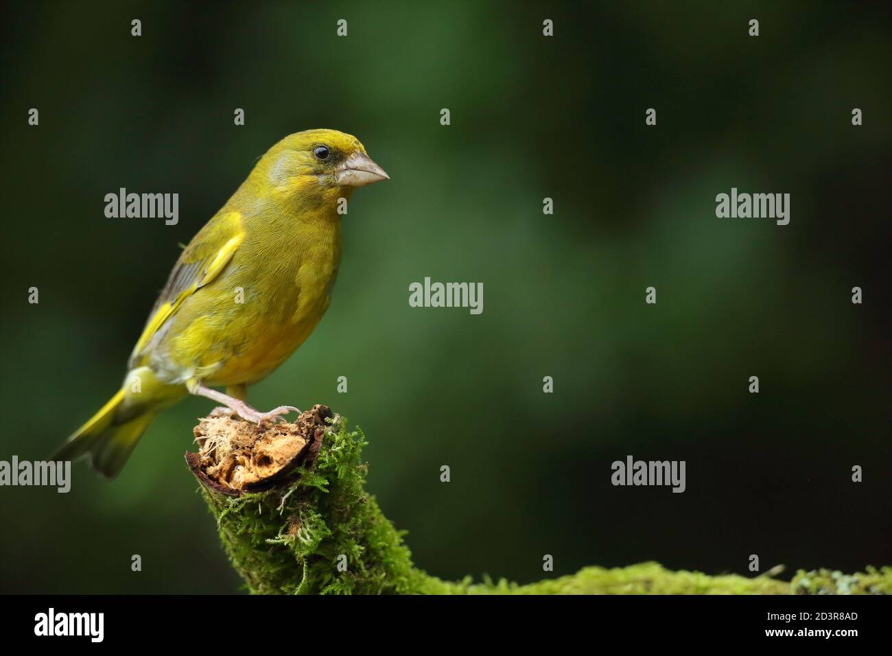 Adulto maschio europeo Greefinch ( chloris chloris ) su muschio che mostra luminoso e colorato piumaggio, Galles 2020 Foto Stock