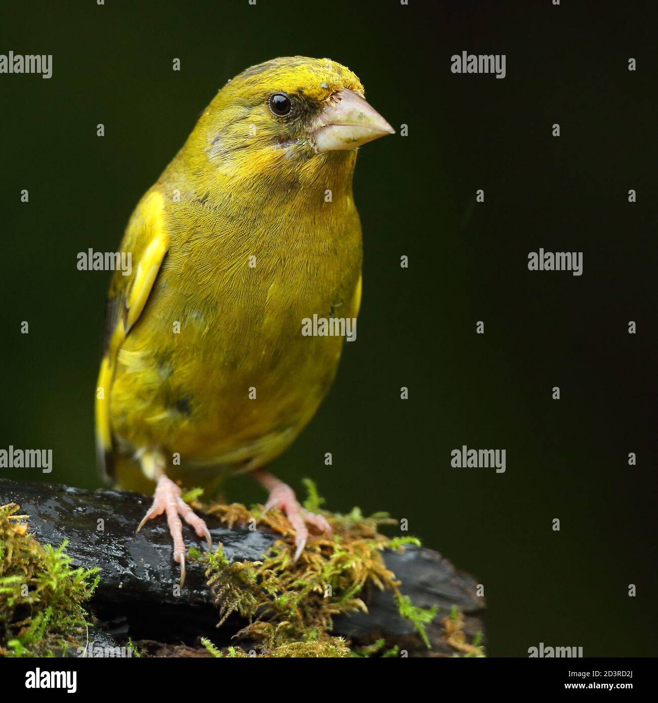 Adulto maschio europeo Greefinch ( chloris chloris ) su muschio che mostra luminoso e colorato piumaggio, Galles 2020 Foto Stock