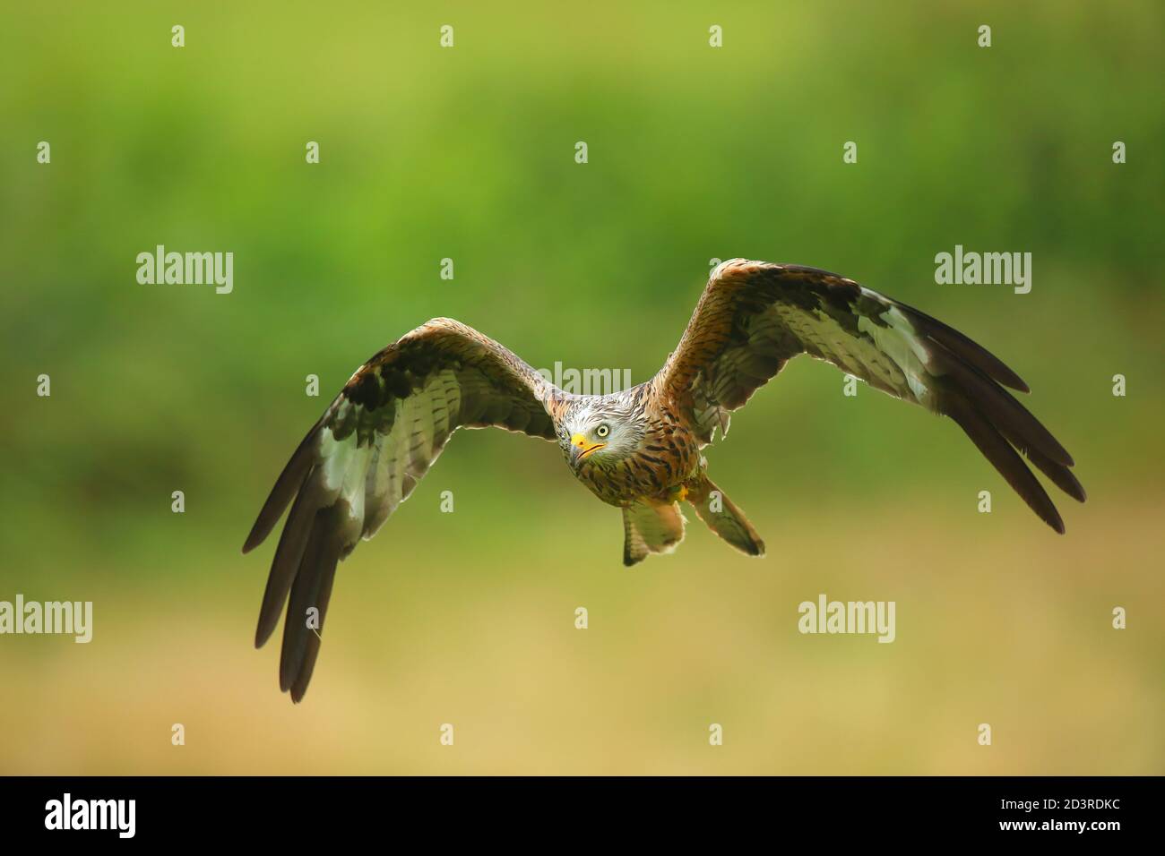 Red Kite (Milvus milvus) in volo mentre si nutrono presso la stazione di alimentazione di Gitrin Farm a Mid Wales, agosto 2020 Foto Stock