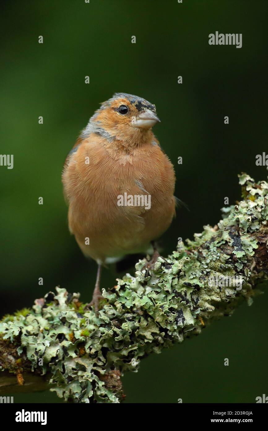Summer plumage maschio Chaffinch comune ( Fringilla coelebs ) Sul ramo licheni e mussosi Galles 2020 Foto Stock