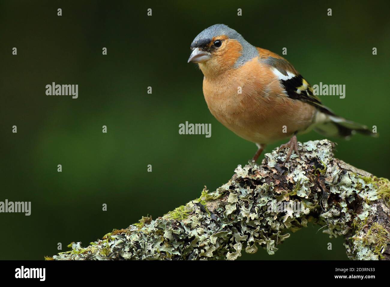 Summer plumage maschio Chaffinch comune ( Fringilla coelebs ) Sul ramo licheni e mussosi Galles 2020 Foto Stock