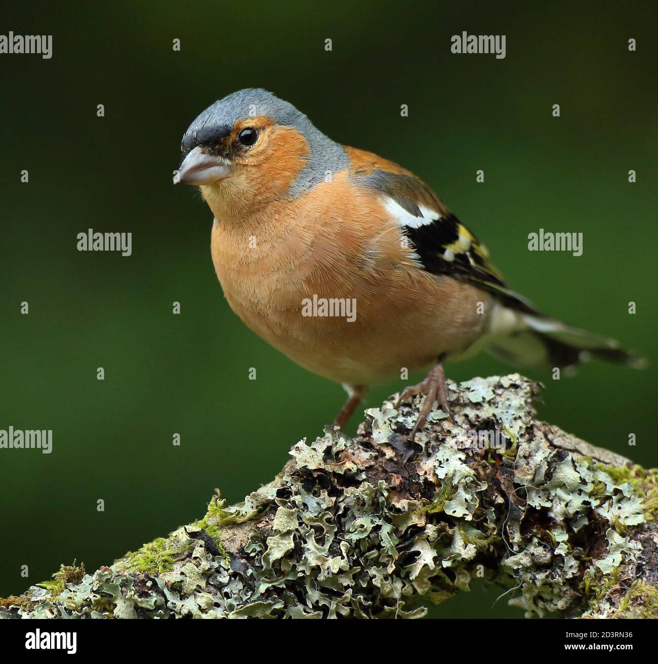 Summer plumage maschio Chaffinch comune ( Fringilla coelebs ) Sul ramo licheni e mussosi Galles 2020 Foto Stock