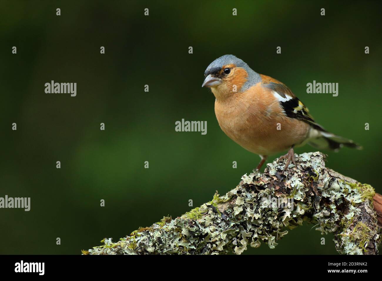 Summer plumage maschio Chaffinch comune ( Fringilla coelebs ) Sul ramo licheni e mussosi Galles 2020 Foto Stock