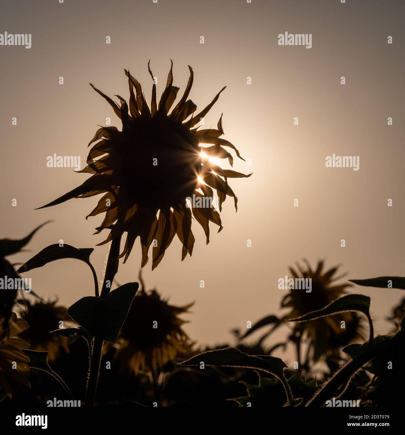 Vista ravvicinata sulla testa gialla del girasole Foto Stock